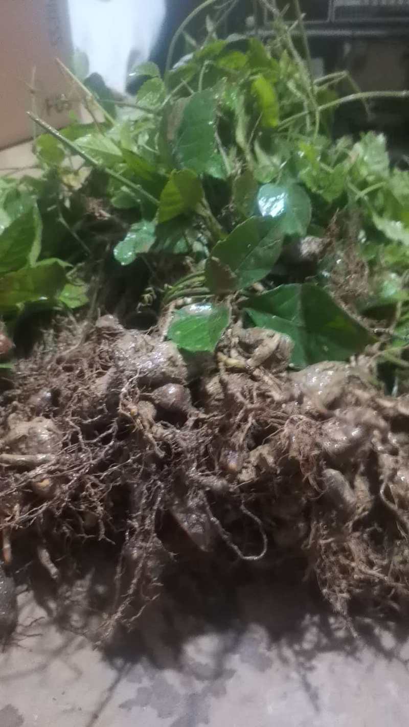 三叶青带果苗，根茎粗壮，每株都带果，提供技术支持，包回收。