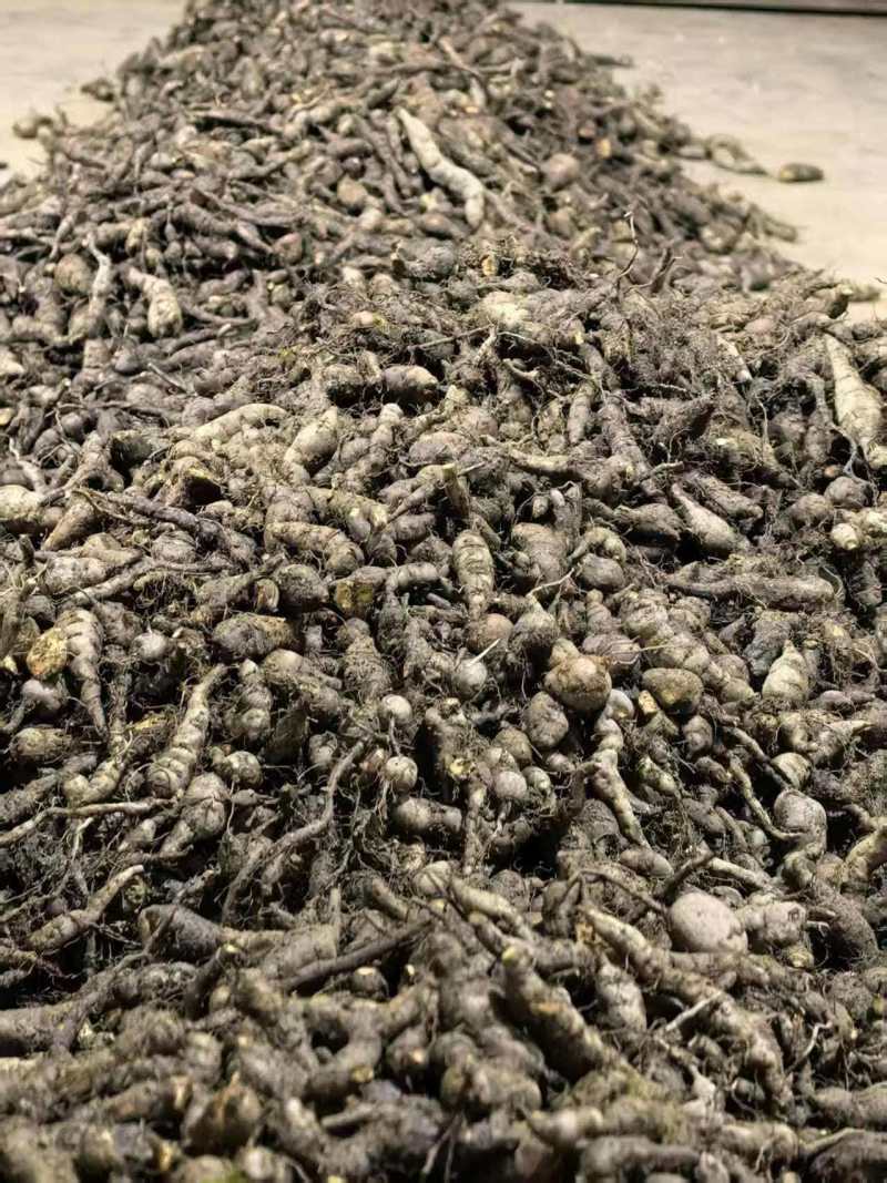 三叶青带果苗，根茎粗壮，每株都带果，提供技术支持，包回收。