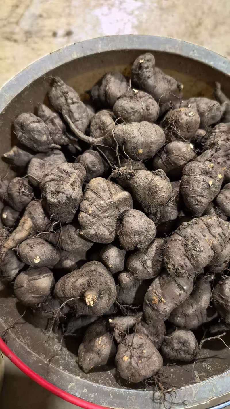 三叶青带果苗，根茎粗壮，每株都带果，提供技术支持，包回收。