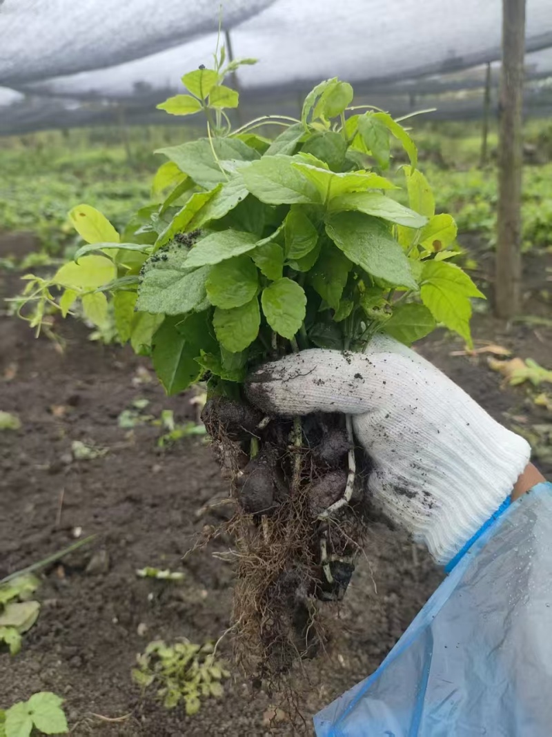 三叶青带果苗，根茎粗壮，每株都带果，提供技术支持，包回收。