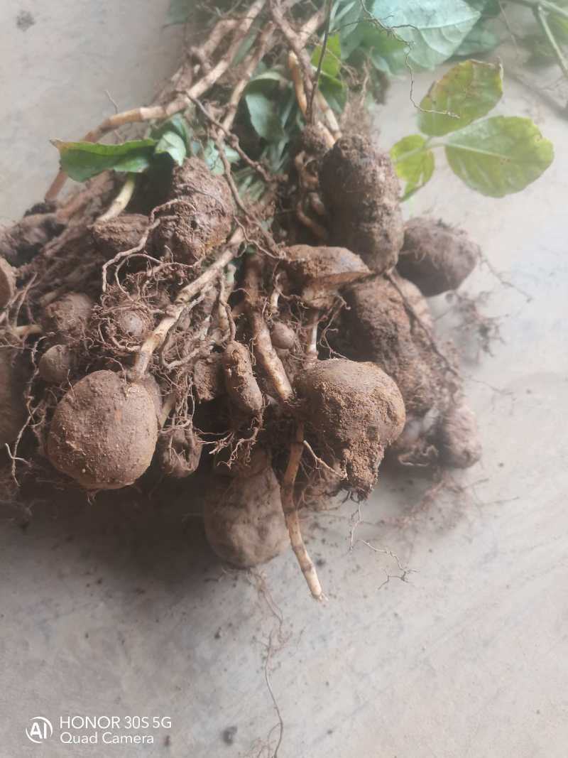 三叶青带果苗，根茎粗壮，每株都带果，提供技术支持，包回收。