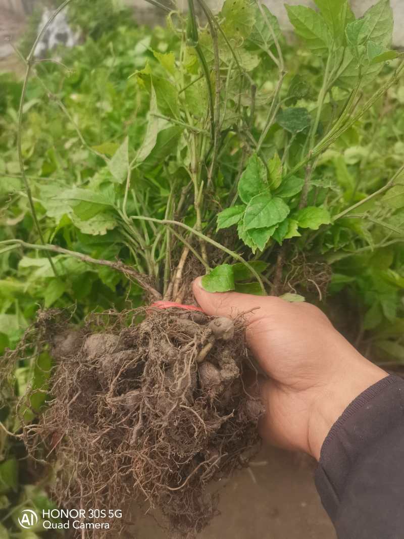 三叶青带果苗，根茎粗壮，每株都带果，提供技术支持，包回收。