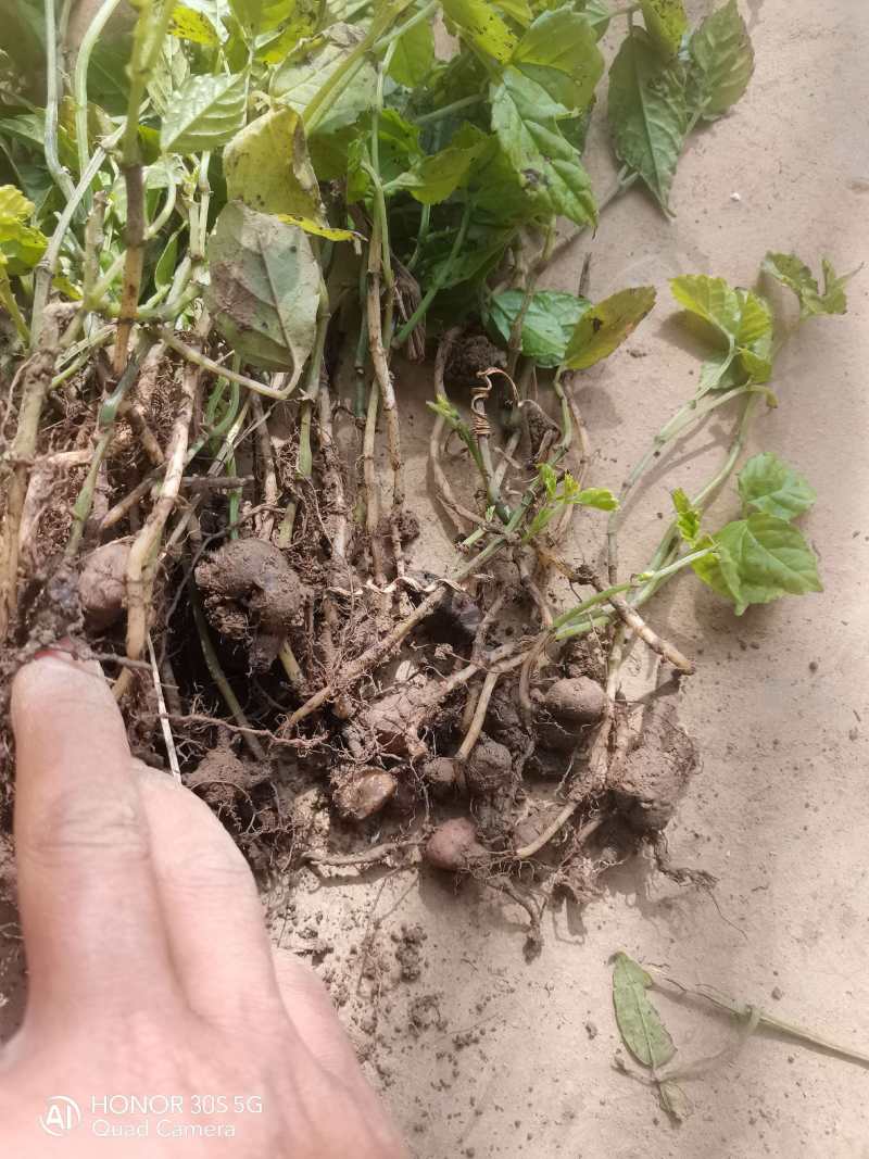 三叶青带果苗，根茎粗壮，每株都带果，提供技术支持，包回收。
