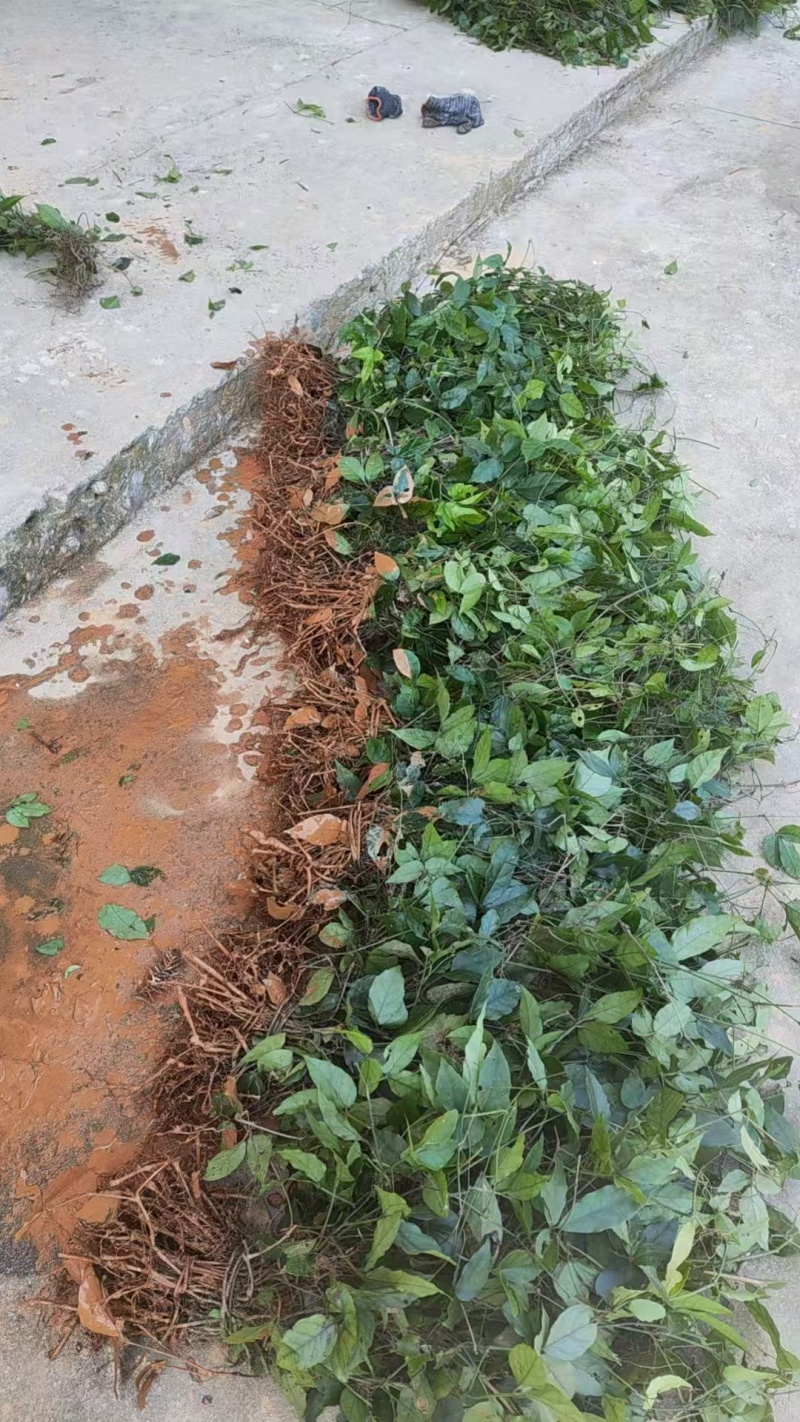 三叶青带果苗，根茎粗壮，每株都带果，提供技术支持，包回收。