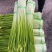 云南精品白帽新蒜苔少量上市价格美丽专业代发代办