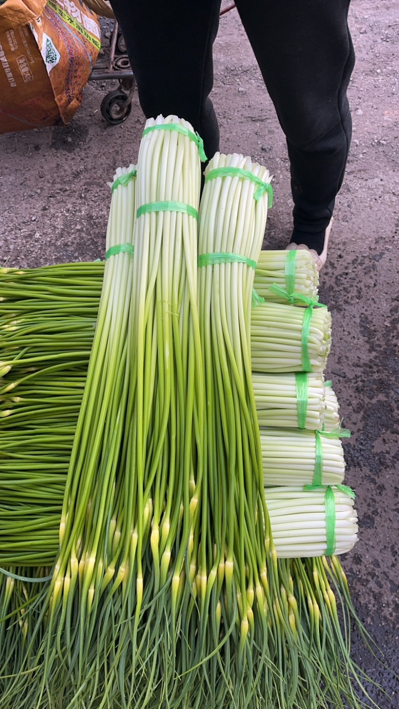 云南精品白帽新蒜苔少量上市价格美丽专业代发代办