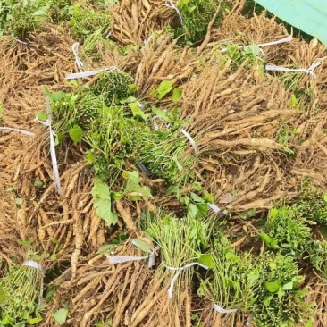 白首乌种苗，块茎粗壮，成活率高，提供技术支持，包回收。
