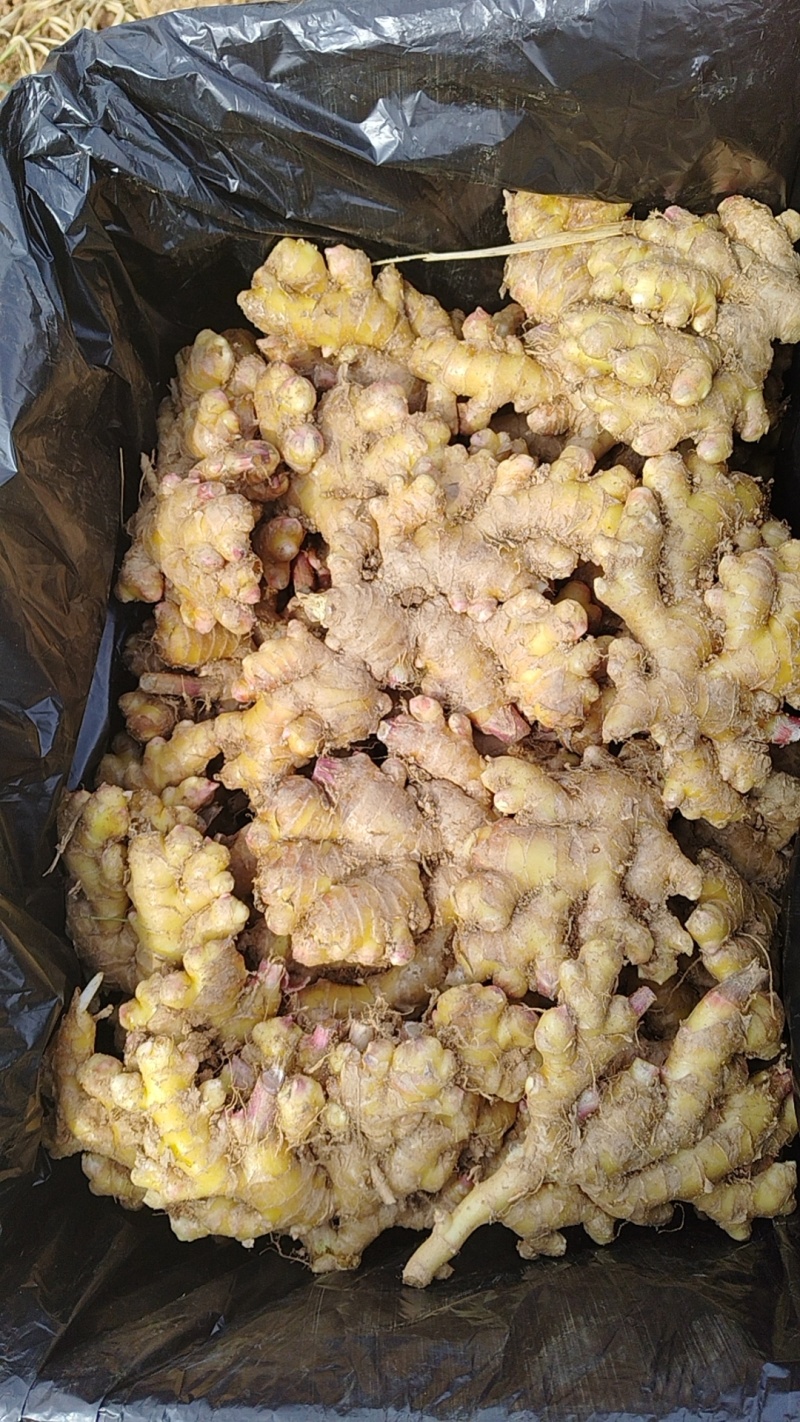 高山小黄姜精品