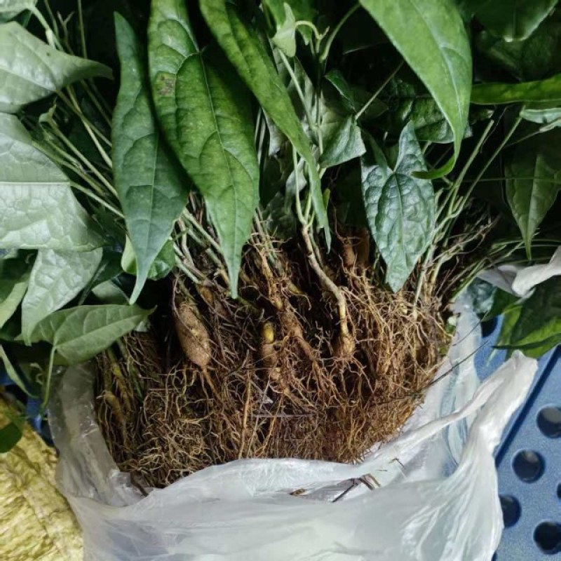 金果榄苗又名地苦胆，根茎粗壮，成活率高，提供技术支持，包回