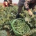 甜杆西兰苔可发市场电商等,大量低价供货,保质保量