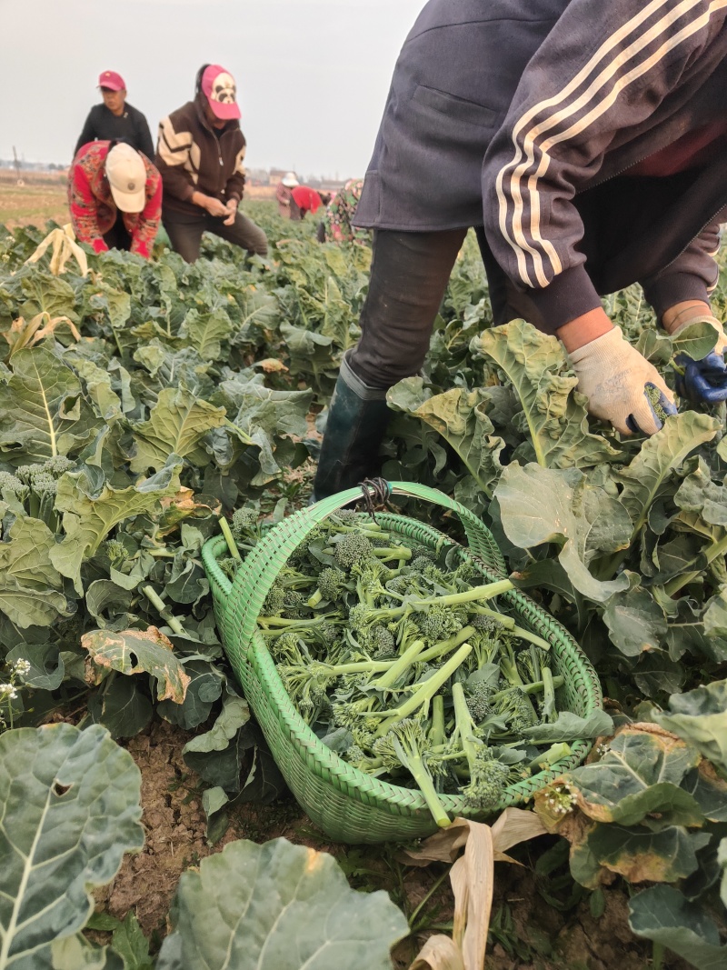 甜杆西兰苔可发市场电商等，大量低价供货，保质保量