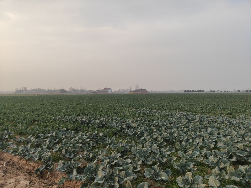 甜杆西兰苔可发市场电商等，大量低价供货，保质保量