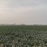 甜杆西兰苔可发市场电商等,大量低价供货,保质保量