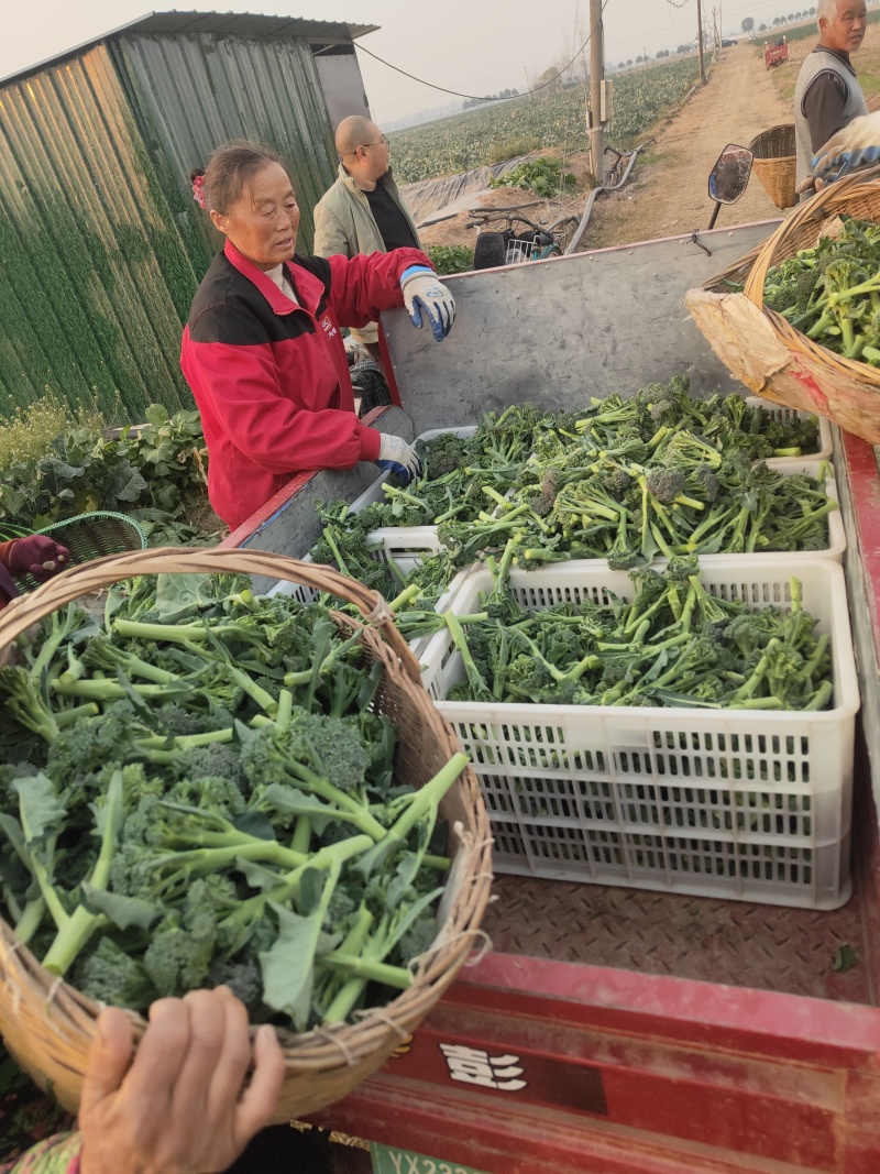 甜杆西兰苔可发市场电商等，大量低价供货，保质保量