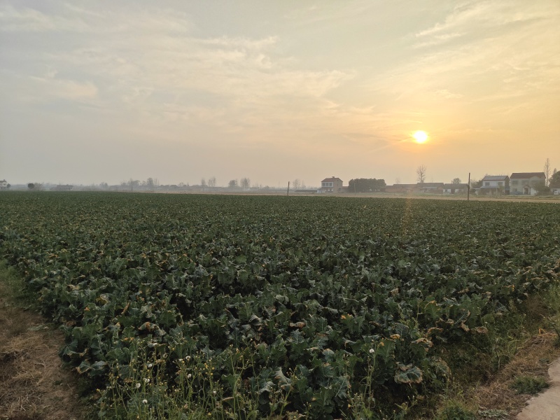 甜杆西兰苔可发市场电商等，大量低价供货，保质保量