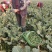 甜杆西兰苔可发市场电商等,大量低价供货,保质保量