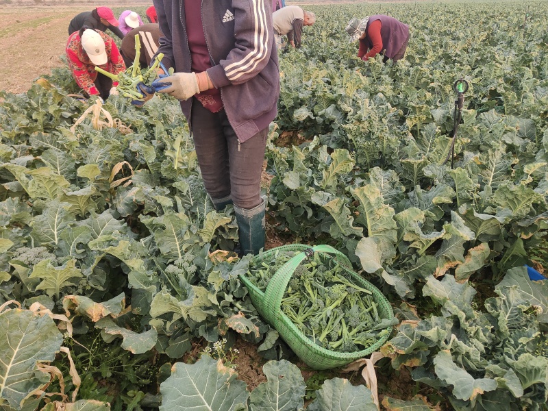 甜杆西兰苔可发市场电商等，大量低价供货，保质保量