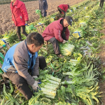 红叶莴笋,大量低价供货,保质保量,可视频看货