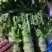 常州本地自己种植红尖叶的香莴苣