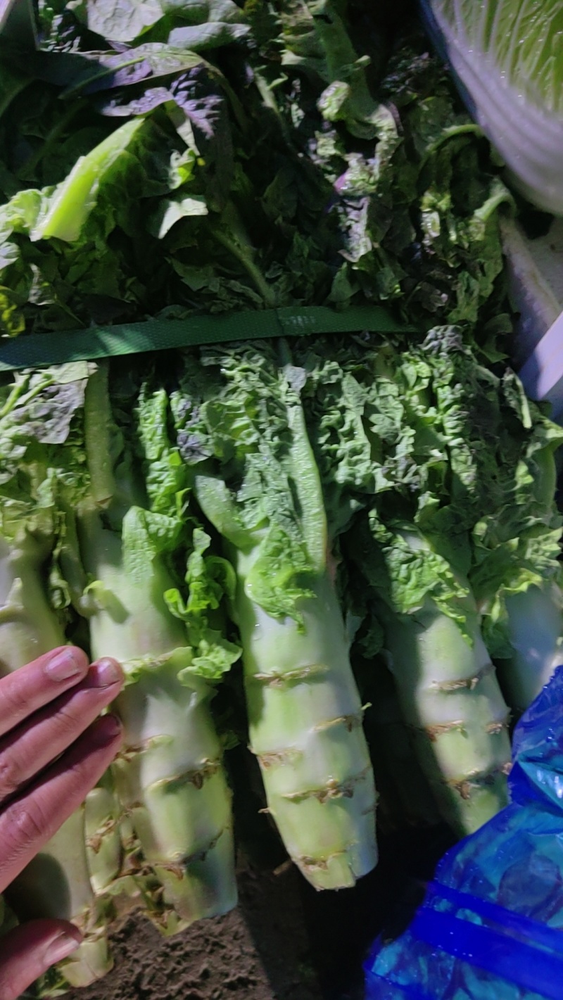 常州本地自己种植红尖叶的香莴苣