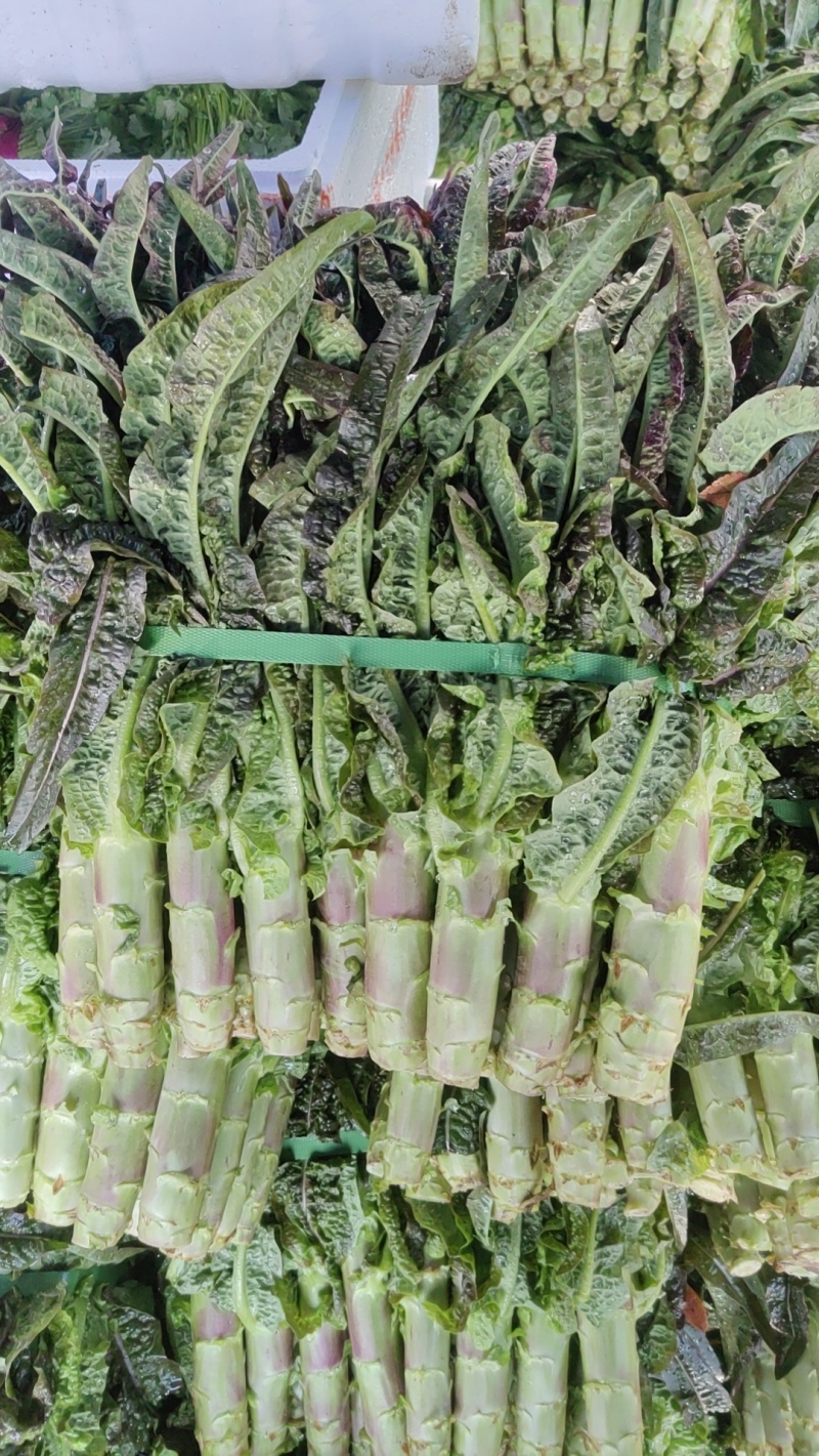 常州本地自己种植红尖叶的香莴苣