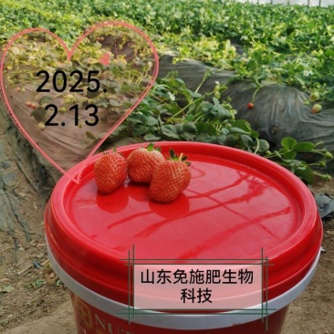 销售施用淝绿农大量元素清液肥的草莓