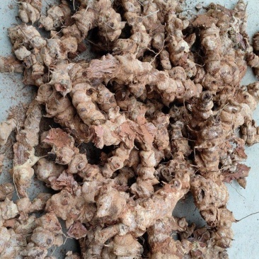 江西深山野生红肉金刚藤(菝葜)鲜货趁鲜切制干片，大货供应