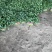 大叶香菜