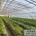 销售施用淝绿农大量元素清液肥的草莓
