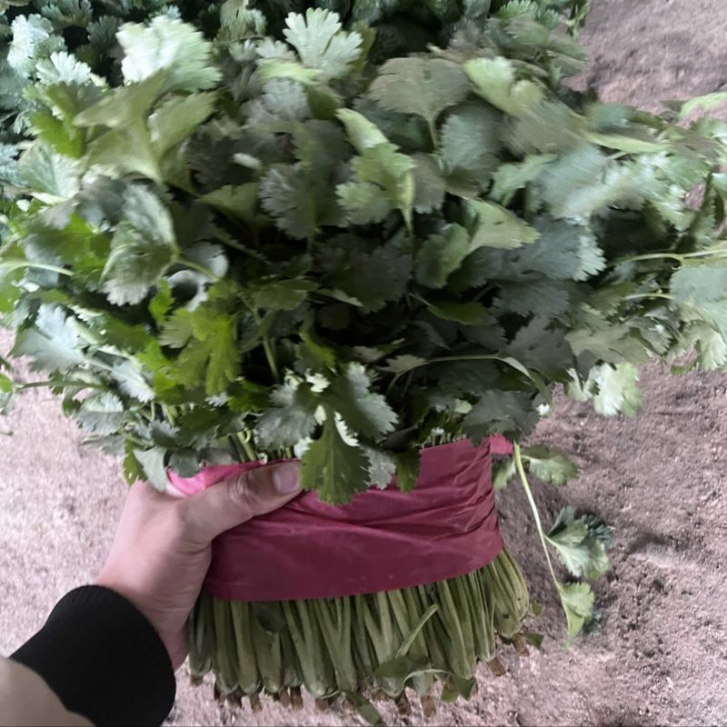 大叶香菜