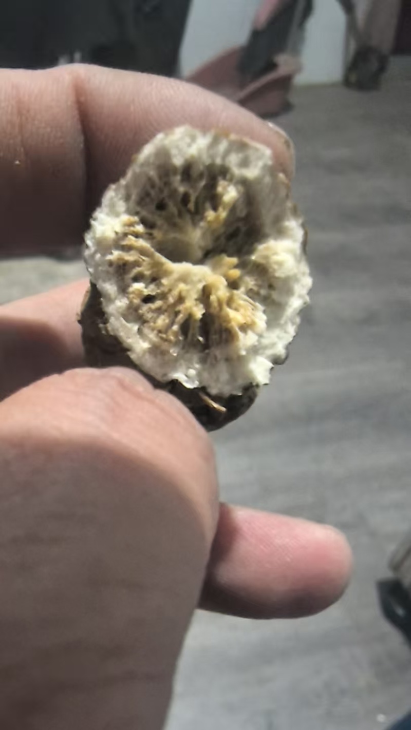 白术个子