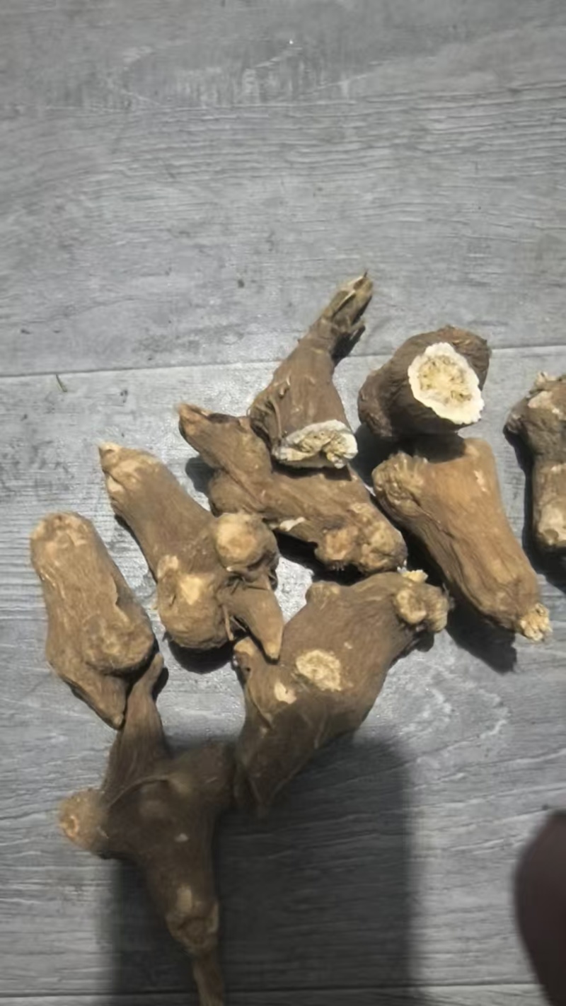 白术个子