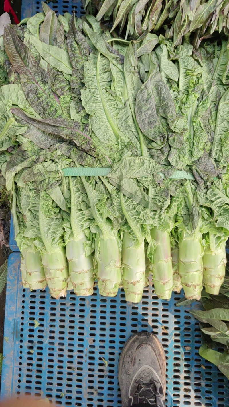 常州本地自己种植红尖叶的香莴苣