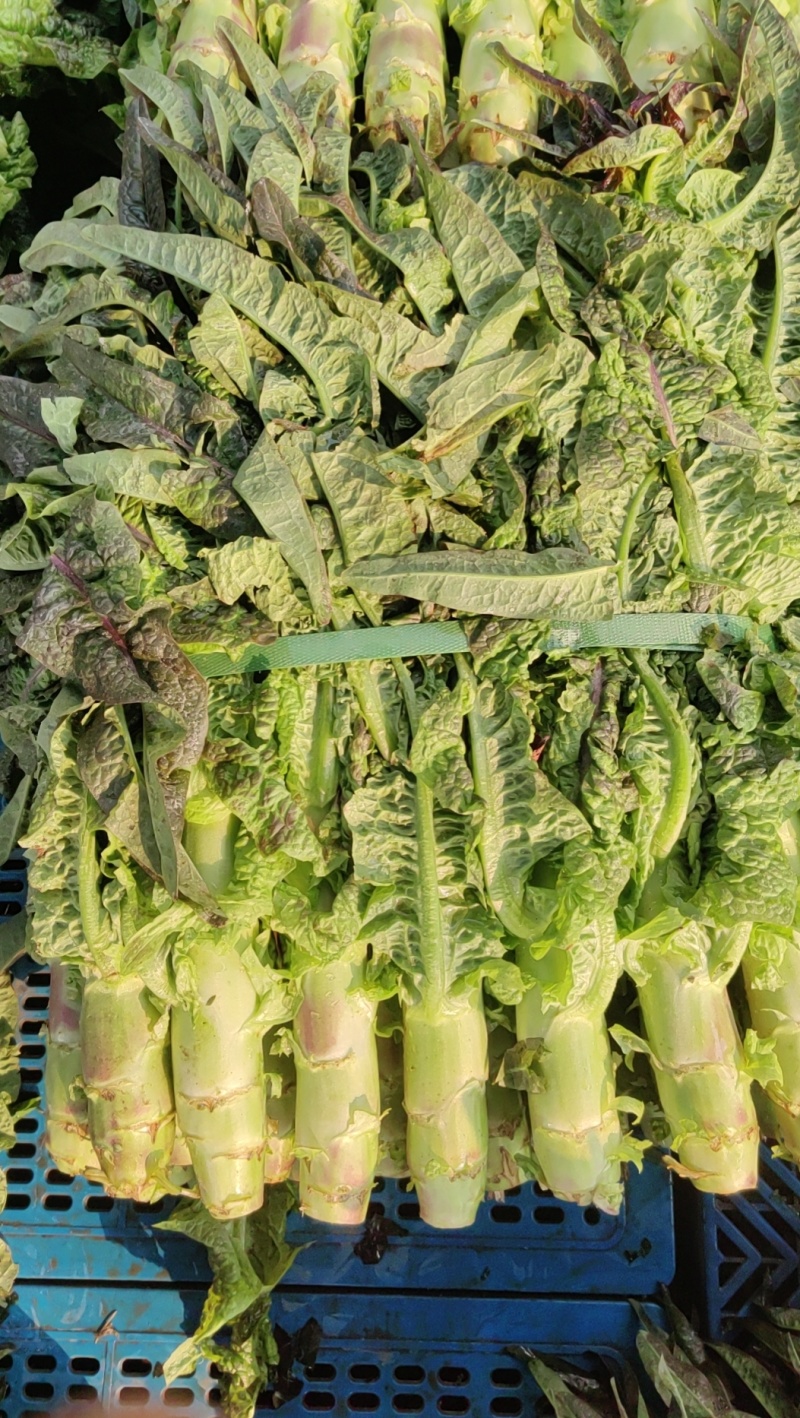 常州本地自己种植红尖叶的香莴苣