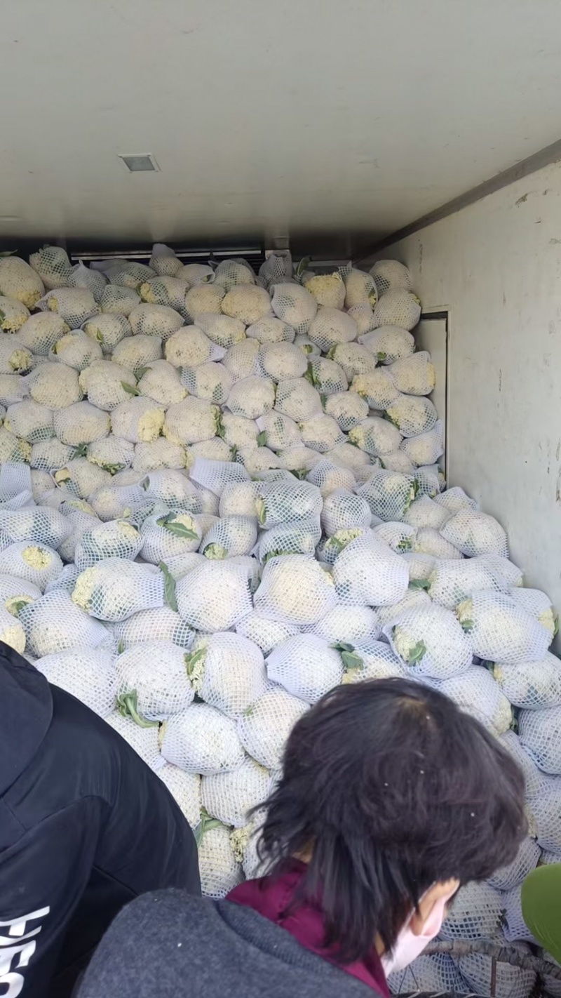 花菜/菜花/绿梗白面菜花/产区直发