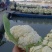 花菜/菜花/绿梗白面菜花/产区直发