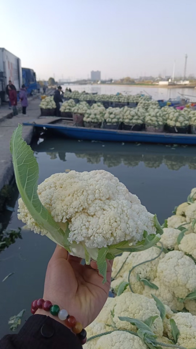 花菜/菜花/绿梗白面菜花/产区直发