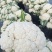 花菜/菜花/绿梗白面菜花/产区直发