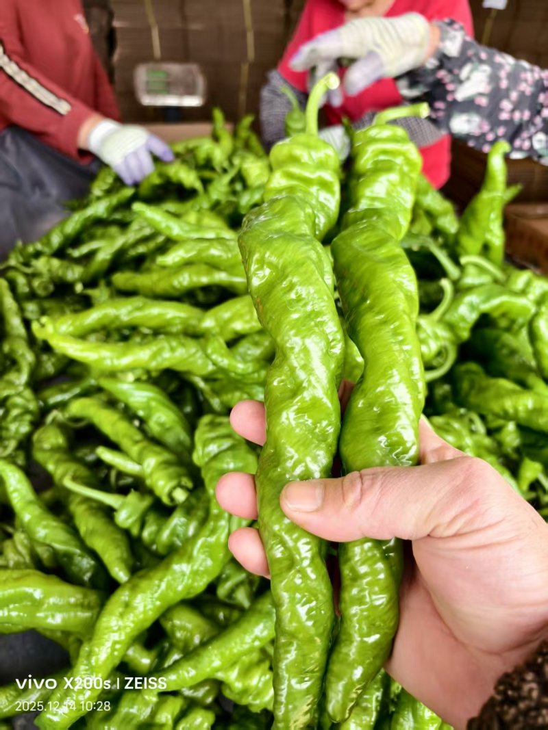 精品螺丝椒大果一号