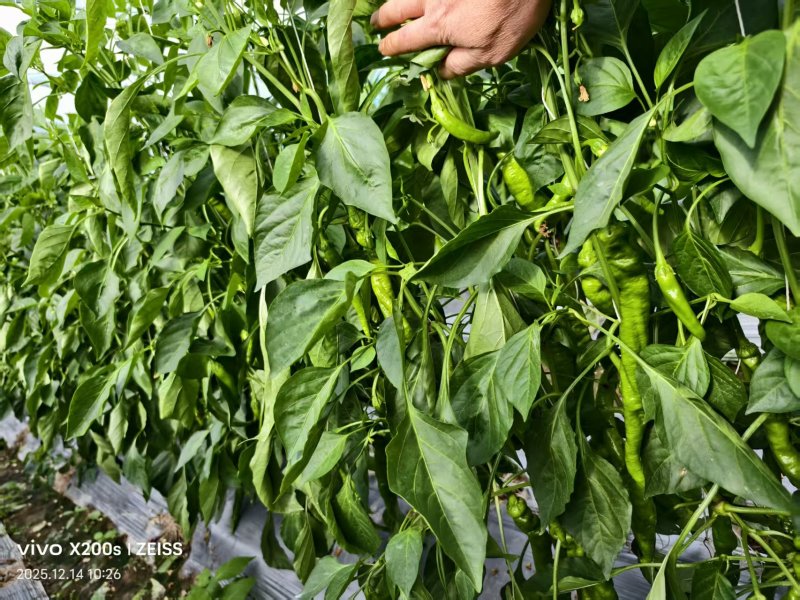 精品螺丝椒大果一号
