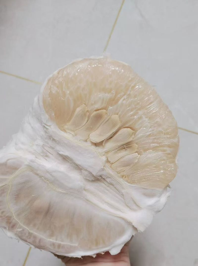 超低价梅县沙田柚，诚信经营，品质保证，口碑为重，合作共赢