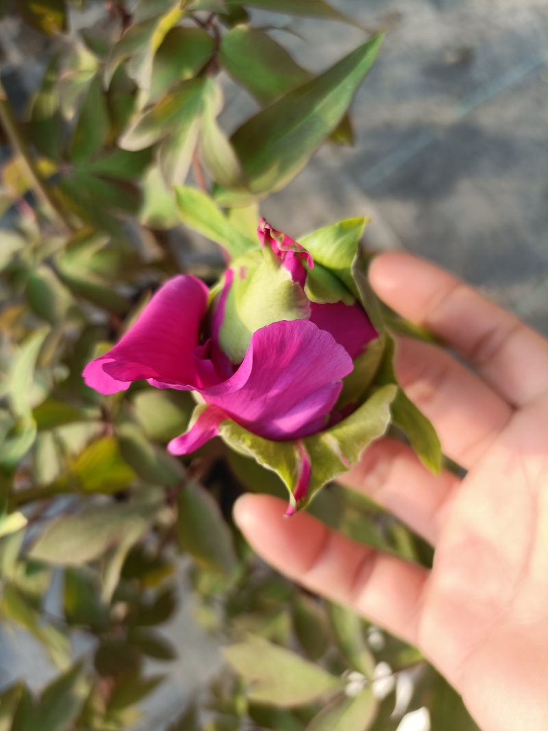 老盆催花牡丹