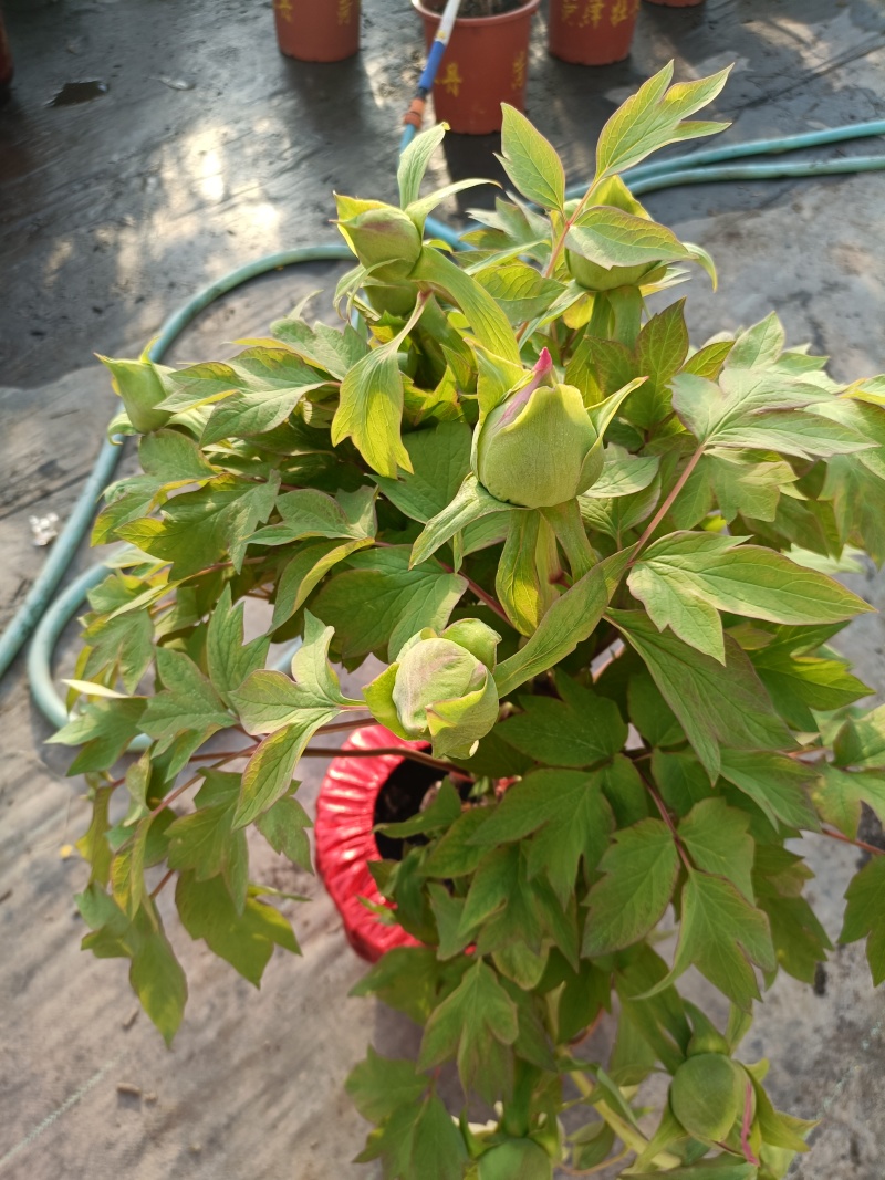 老盆催花牡丹
