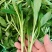 浙江新鲜马兰头颜色嫩绿农家野菜根根精选
