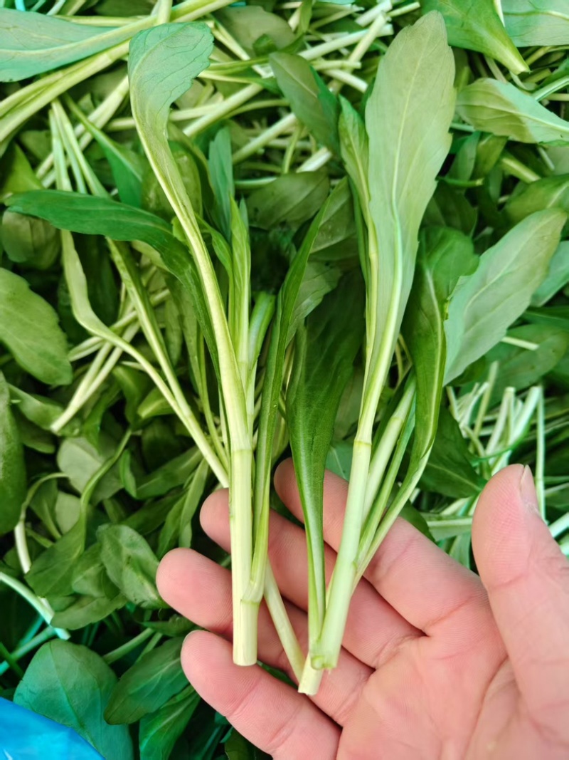 浙江新鲜马兰头颜色嫩绿农家野菜根根精选