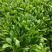 浙江新鲜马兰头颜色嫩绿农家野菜根根精选