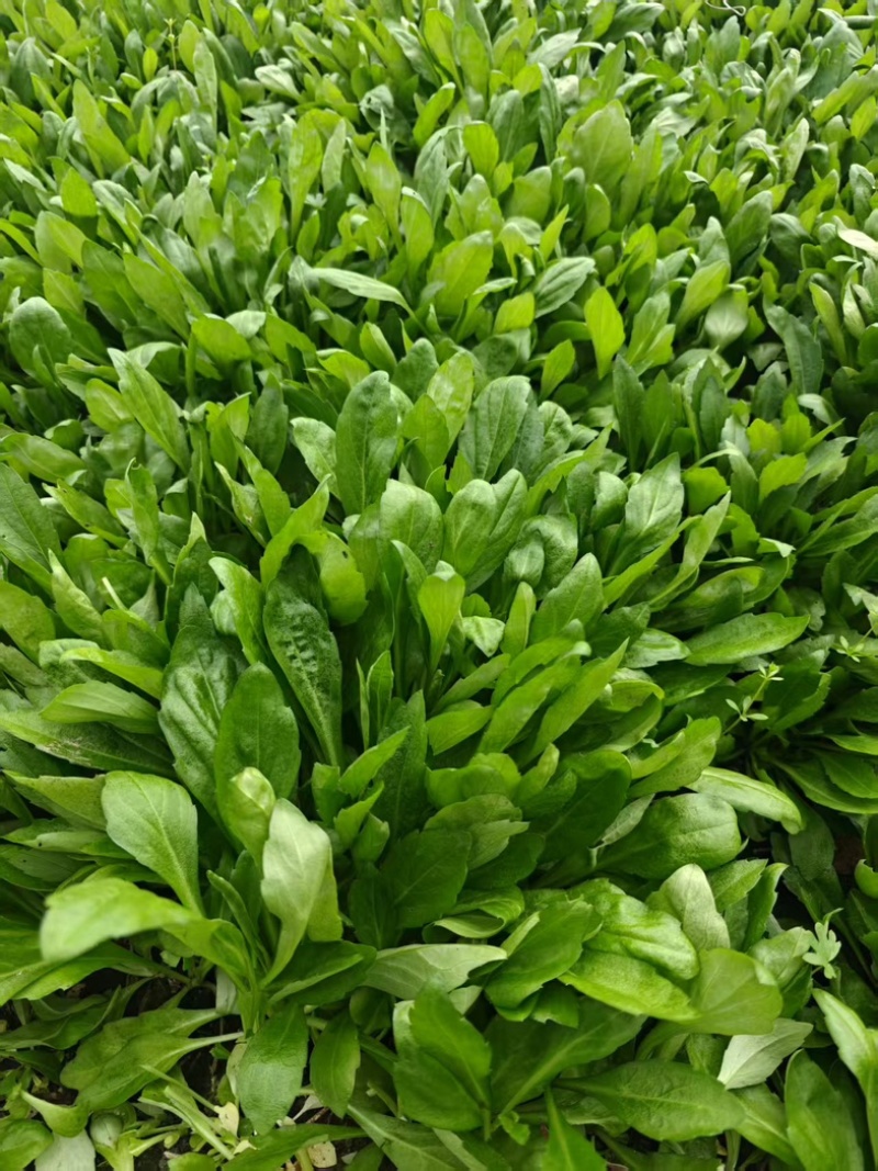 浙江新鲜马兰头颜色嫩绿农家野菜根根精选