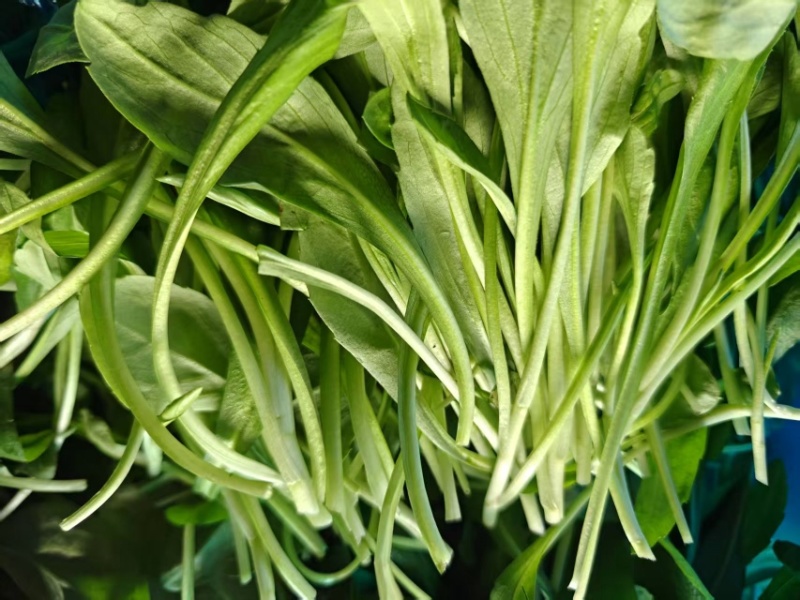 浙江新鲜马兰头颜色嫩绿农家野菜根根精选