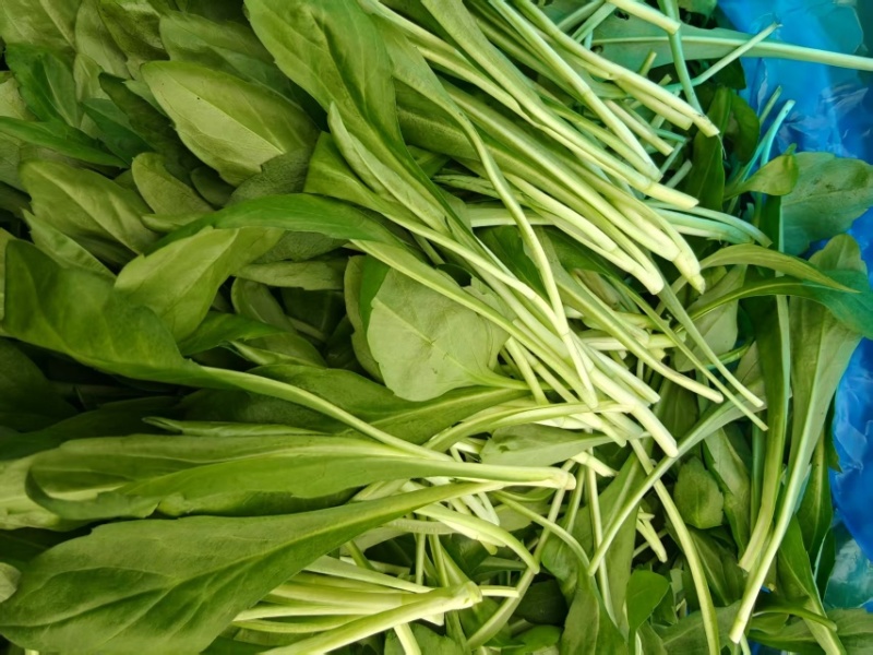 浙江新鲜马兰头颜色嫩绿农家野菜根根精选