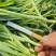 浙江新鲜马兰头颜色嫩绿农家野菜根根精选